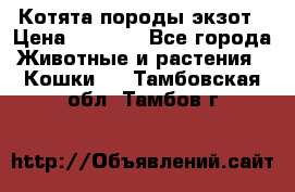 Котята породы экзот › Цена ­ 7 000 - Все города Животные и растения » Кошки   . Тамбовская обл.,Тамбов г.